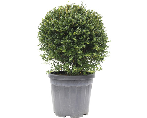 Kugelbuxbaum im Topf