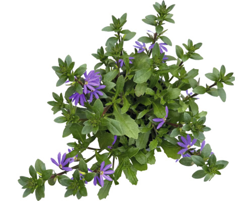Fächerblume Scaevola mit grünen Blättern und violetten Blüten, Draufsicht.