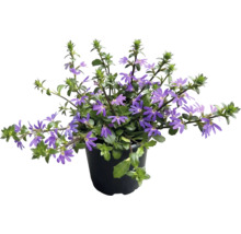 Blaue Fächerblume mit violetten Blüten im schwarzen Kunststofftopf, Balkonpflanze für den Sommer.