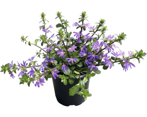 Blaue Fächerblume mit violetten Blüten im schwarzen Kunststofftopf, Balkonpflanze für den Sommer.