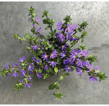 Violette Fächerblume Scaevola aemula mit grünen Blättern in der Draufsicht.