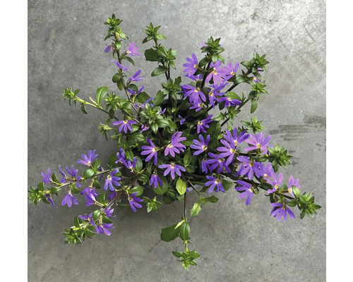 Violette Fächerblume Scaevola aemula mit grünen Blättern in der Draufsicht.