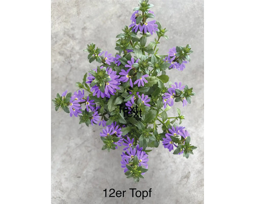 Blaue Fächerblume Scaevola mit grünen Blättern in einem 12 Zentimeter Topf.