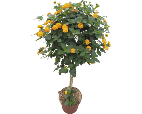 Wandelröschen Lantana camara als Hochstämmchen mit gelb-orangen Blüten im Pflanztopf.