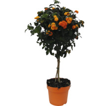 Lantana camara Wandelröschen als Hochstämmchen mit orangefarbenen und gelben Blüten im Kunststofftopf.