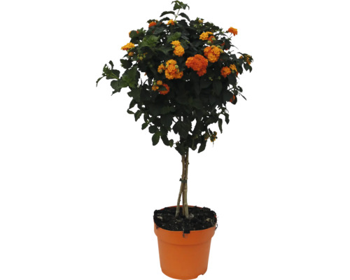 Lantana camara Wandelröschen als Hochstämmchen mit orangefarbenen und gelben Blüten im Kunststofftopf.