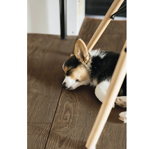 Ein Corgi Welpe schläft auf einem dunklen Bodenbelag in Holzoptik unter einem Stuhl mit Holzbeinen.