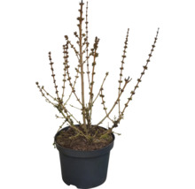 Strauch mit vielen kleinen Knospen an verzweigten Ästen in einem schwarzen Kunststofftopf.