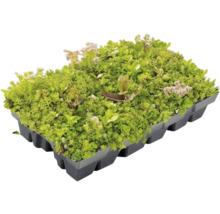 Sedum-Kassette für die Dachbegrünung mit verschiedenen Sedum-Arten in einer schwarzen Kunststoffschale.
