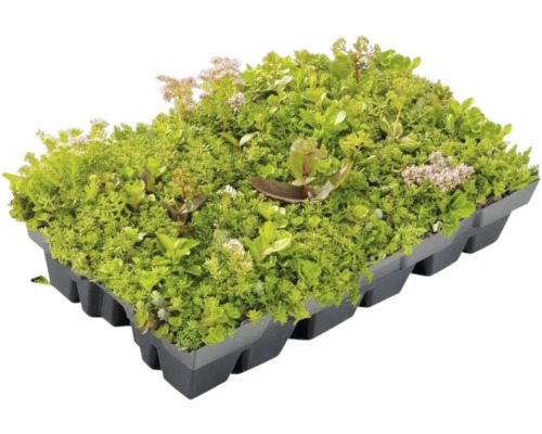 Sedum-Kassette für die Dachbegrünung mit verschiedenen Sedum-Arten in einer schwarzen Kunststoffschale.