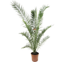 Kanarische Dattelpalme Phoenix canariensis im Pflanztopf mit langen fächerartigen Wedeln.
