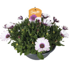 Kapkörbchen Osteospermum Senoritas mit weißen Blüten und violetten Mitten im Pflanztopf und Senoritas Logo.