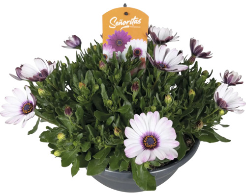 Kapkörbchen Osteospermum Senoritas mit weißen Blüten und violetten Mitten im Pflanztopf und Senoritas Logo.
