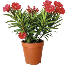 Oleander Pflanze mit roten Blüten in einem braunen Kunststofftopf.