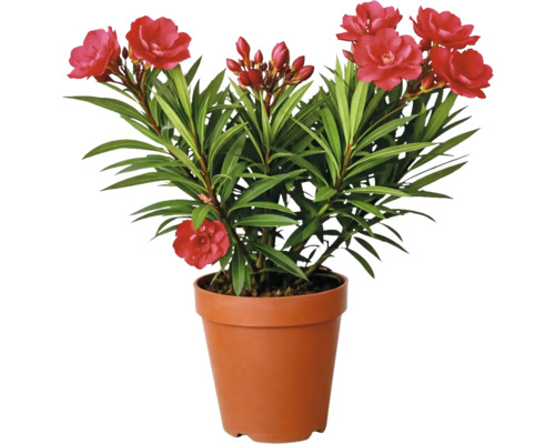 Oleander Pflanze mit roten Blüten in einem braunen Kunststofftopf.