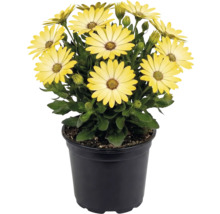 Gelbe Kapkörbchen Osteospermum in einem schwarzen Kunststofftopf mit grünen Blättern und Knospen.