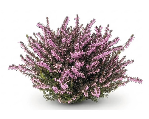 Blühende Besenheide Calluna vulgaris mit vielen kleinen rosa Blütenknospen.
