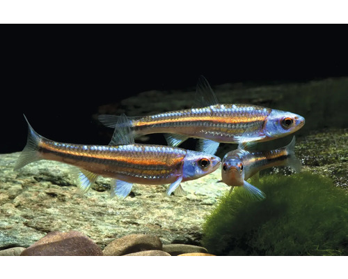 Regenbogen-Elritze Notropis chrosomus, drei schillernde Fische in einem Aquarium über Steinen.
