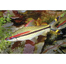 Denisonbarbe Sahyadria denisonii mit rotem und schwarzem Längsstreifen in einem bepflanzten Aquarium.
