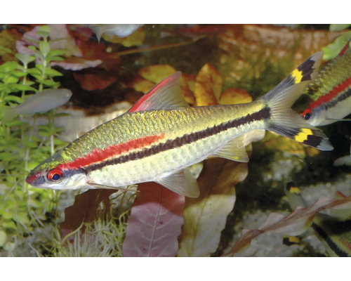Denisonbarbe Sahyadria denisonii mit rotem und schwarzem Längsstreifen in einem bepflanzten Aquarium.