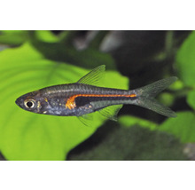 Hengels Keilfleckbärbling Trigonostigma hengeli Aquariumfisch mit orangefarbenem Leuchtstreifen und dunklem Keilfleck.