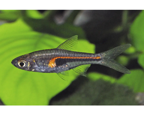 Hengels Keilfleckbärbling Trigonostigma hengeli Aquariumfisch mit orangefarbenem Leuchtstreifen und dunklem Keilfleck.