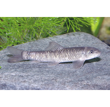 Garra rufa Knabberfisch schwimmt in einem Aquarium über einem grauen Stein vor grünen Wasserpflanzen.