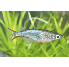 Japanischer Reisfisch Oryzias latipes schwimmend im Aquarium vor Wasserpflanzen.