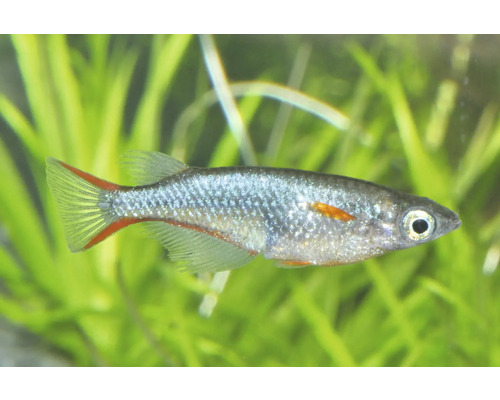 Fisch Neonblauer Reiskärpfling - Oryzias woworae, Daisys Reisfisch Japanischer Reisfisch Oryzias latipes schwimmend im Aquarium vor Wasserpflanzen.