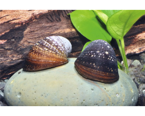 Schnecke Anthrazit-Napfschnecke - Neritina spec. Zwei Napfschnecken Neritina pulligera auf einem Stein im Aquarium mit Holzwurzel und grünen Pflanzen.