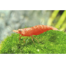 Rote Zwerggarnele auf grünem Moos im Aquarium.