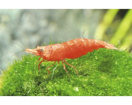 Rote Zwerggarnele auf grünem Moos im Aquarium.
