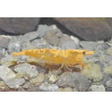 Orange Zwerggarnele Neocaridina davidi im Aquarium auf Kiesuntergrund.