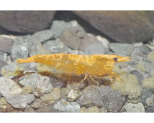 Garnele Zwerggarnele orange - Fire Neocoridina Orange Zwerggarnele Neocaridina davidi im Aquarium auf Kiesuntergrund.