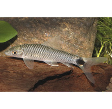 Netzpinselalgenfresser in einem Aquarium vor einem Stein und auf einer Holzwurzel.