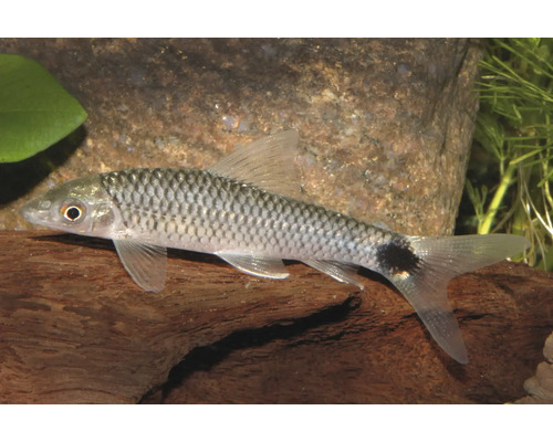 Netzpinselalgenfresser in einem Aquarium vor einem Stein und auf einer Holzwurzel.