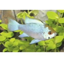 Schmetterlingsbuntbarsch Electric Blue in einem Aquarium mit grünen Wasserpflanzen und Steinen.