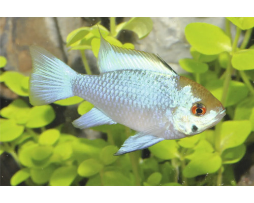 Schmetterlingsbuntbarsch Electric Blue in einem Aquarium mit grünen Wasserpflanzen und Steinen.