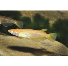 Goldener Japanischer Reisfisch Medaka schwimmend in einem Aquarium.