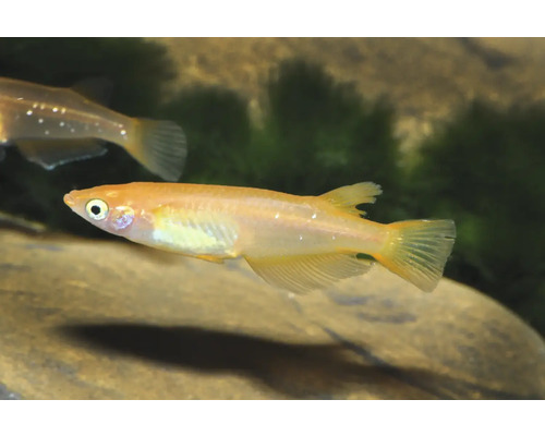 Goldener Japanischer Reisfisch Medaka schwimmend in einem Aquarium.