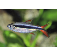 Aquarienfisch Rautenflecksalmler (Hyphessobrycon anisitsi) schwimmt in einem Aquarium.