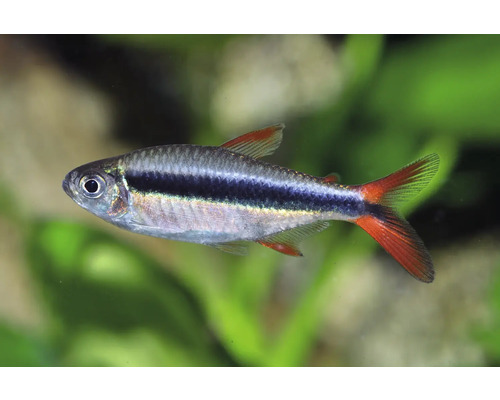 Aquarienfisch Rautenflecksalmler (Hyphessobrycon anisitsi) schwimmt in einem Aquarium.
