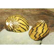 Zwei Zebraschnecken für das Aquarium mit schwarz-gelbem Streifenmuster auf einem Stein.