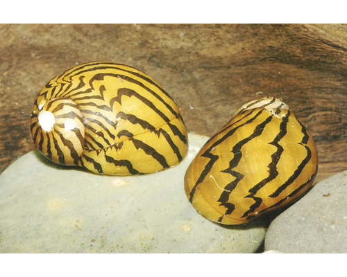 Zwei Zebraschnecken für das Aquarium mit schwarz-gelbem Streifenmuster auf einem Stein.