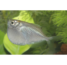 Silbern glänzender Beilbauchfisch in einem Aquarium vor grünen Wasserpflanzen.