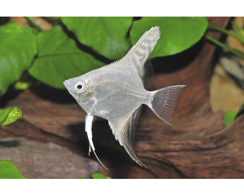 Silberner Skalar schwimmt in einem bepflanzten Aquarium mit grünen Wasserpflanzen und einer Holzwurzel.