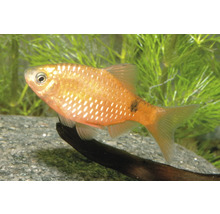 Prachtbarbe Pethia conchonius schwimmend in einem Aquarium neben Wasserpflanzen.