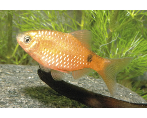 Prachtbarbe Pethia conchonius schwimmend in einem Aquarium neben Wasserpflanzen.