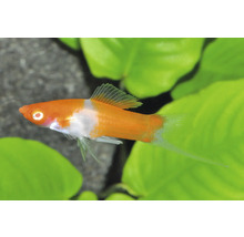 Schwertträger Kohaku (Xiphophorus helleri) Aquariumfisch in Orange und Weiß vor grünen Wasserpflanzen.