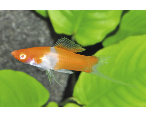 Fisch Schwertträger Koi - Xiphophorus helleri Schwertträger Kohaku (Xiphophorus helleri) Aquariumfisch in Orange und Weiß vor grünen Wasserpflanzen.